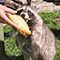 Raccoon eating a pasty