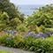  agapanthus/ montbretia/ monkey puzzle tree