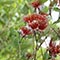 feijoa selowiana  -guava fruit flower