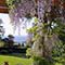 Wysteria from
                                        Pergola