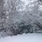 Garden in snow