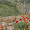 mountain poppies