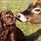 woody meeting the cows