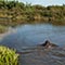 swimming in pond