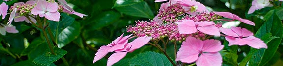 lace cap hydrangea