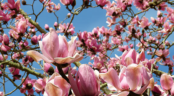 magnolia