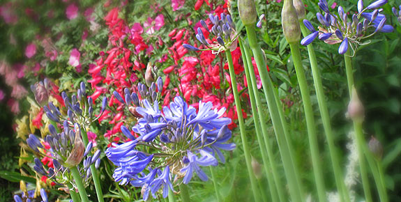 summer flowers at Coverack