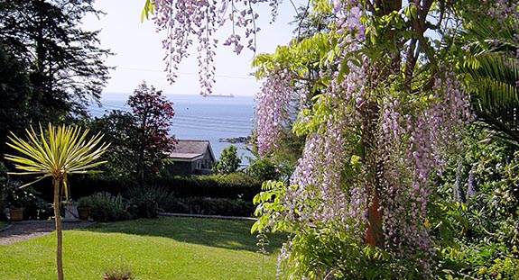 wysteria from front door