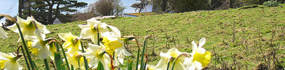 new
                              year daffodils